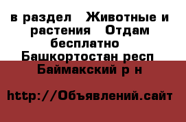  в раздел : Животные и растения » Отдам бесплатно . Башкортостан респ.,Баймакский р-н